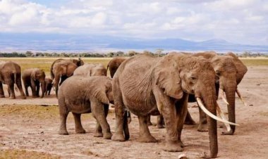 Why Can't Elephants Jump Despite Being Powerful Creatures? There Is A Big Shortcoming In The Huge Body