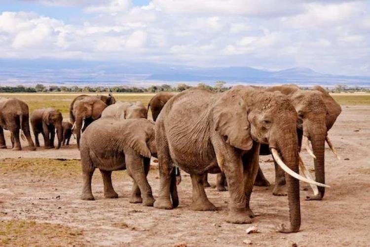 Why Can't Elephants Jump Despite Being Powerful Creatures? There Is A Big Shortcoming In The Huge Body