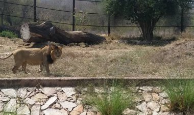 Wildlife: Nahargarh Biological Park Wildlife cemetery for three years