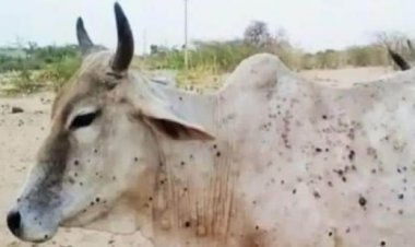 Lumpy virus outbreak in 5 districts of Maharashtra, 232 cattle killed, thousands infected